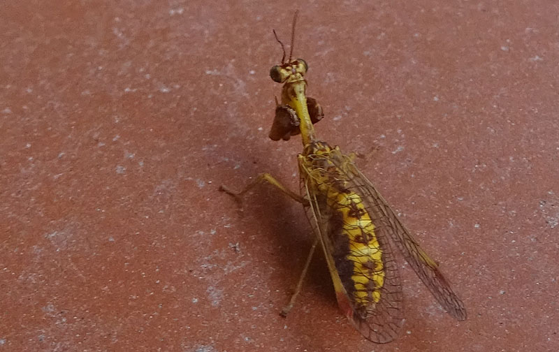 Mantispa styriaca - Mantispidae